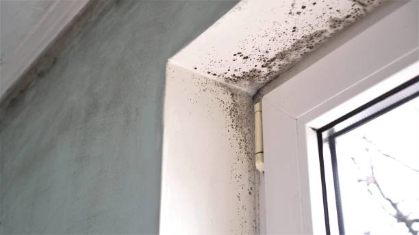 Best Black Mold Removal  in Chimayo, NM